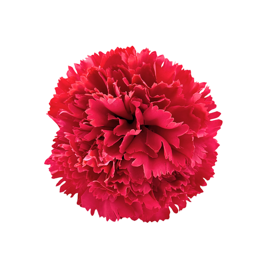 CLAVEL